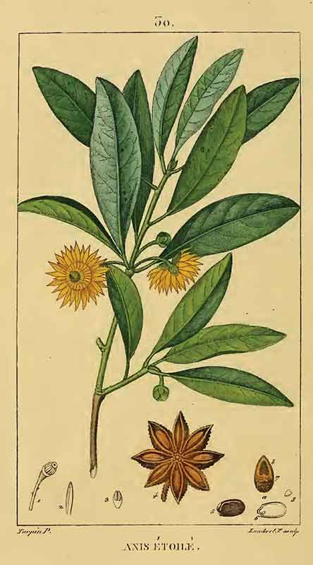 the star anise plant - a type of magnolia