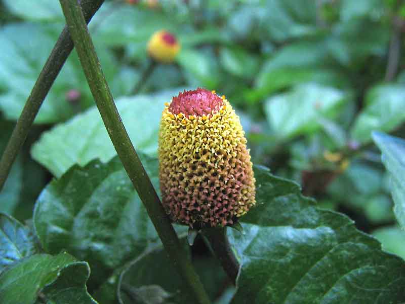 Electric flowers - like eating a nine volt battery