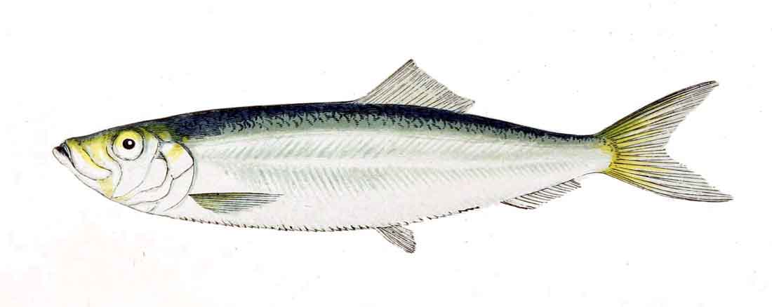 what are sprats