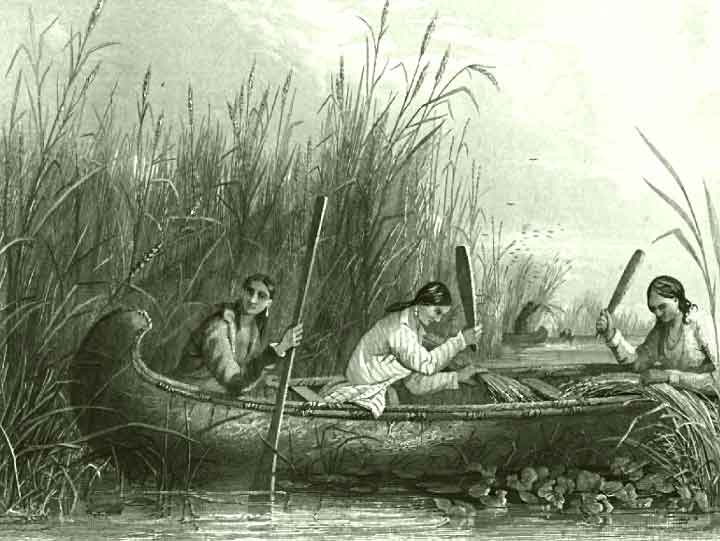 wild rice recipe