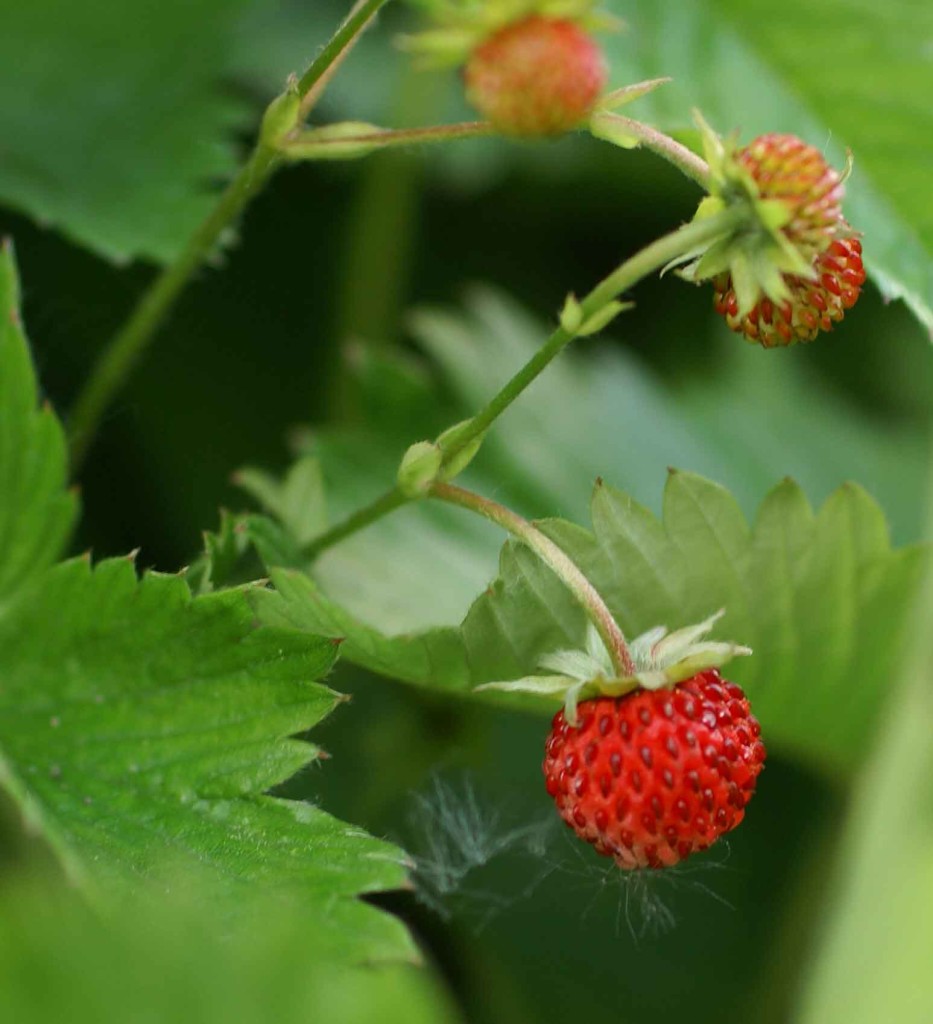 alpine strawberries