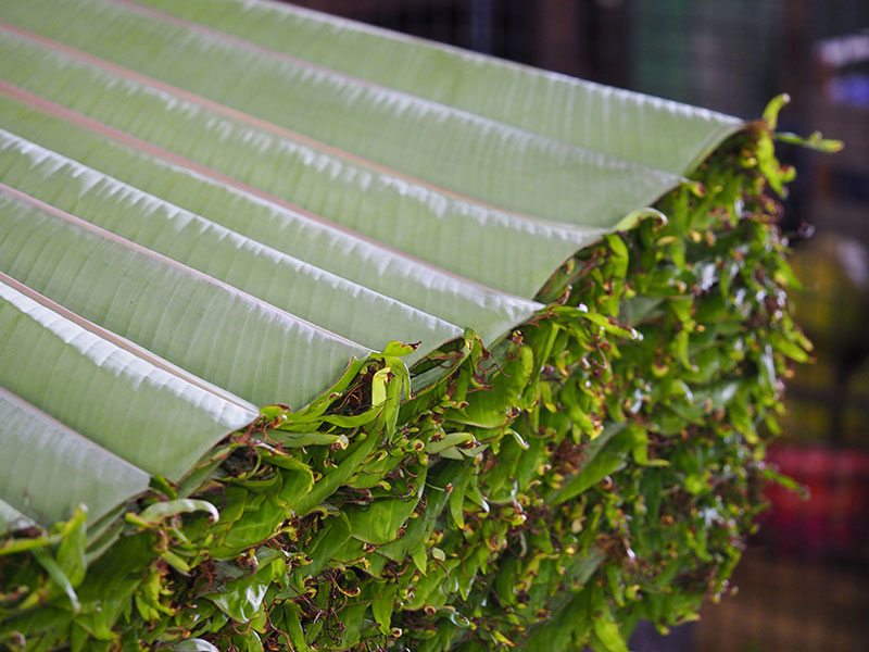 banana leaves