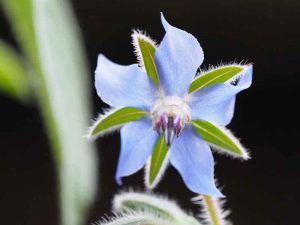 Add borage flowers a la Pimms to make your water truly beautiful... and add taste of cucumber
