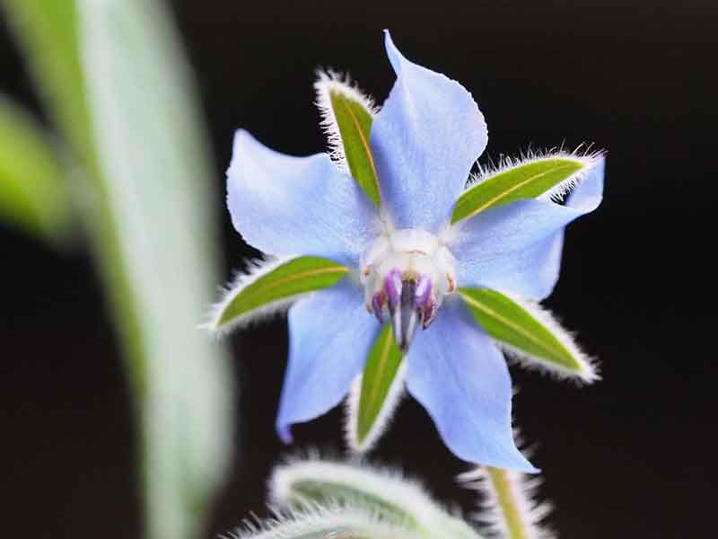 Add borage flowers a la Pimms to make your water truly beautiful... and add taste of cucumber