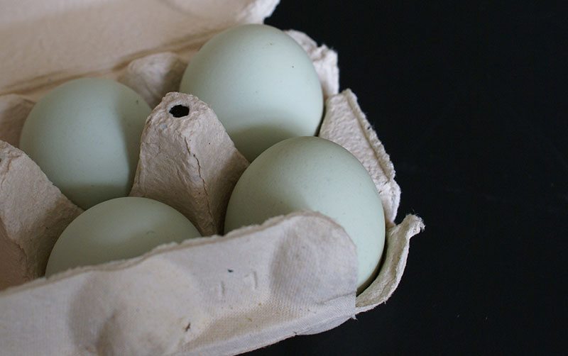 blue eggs