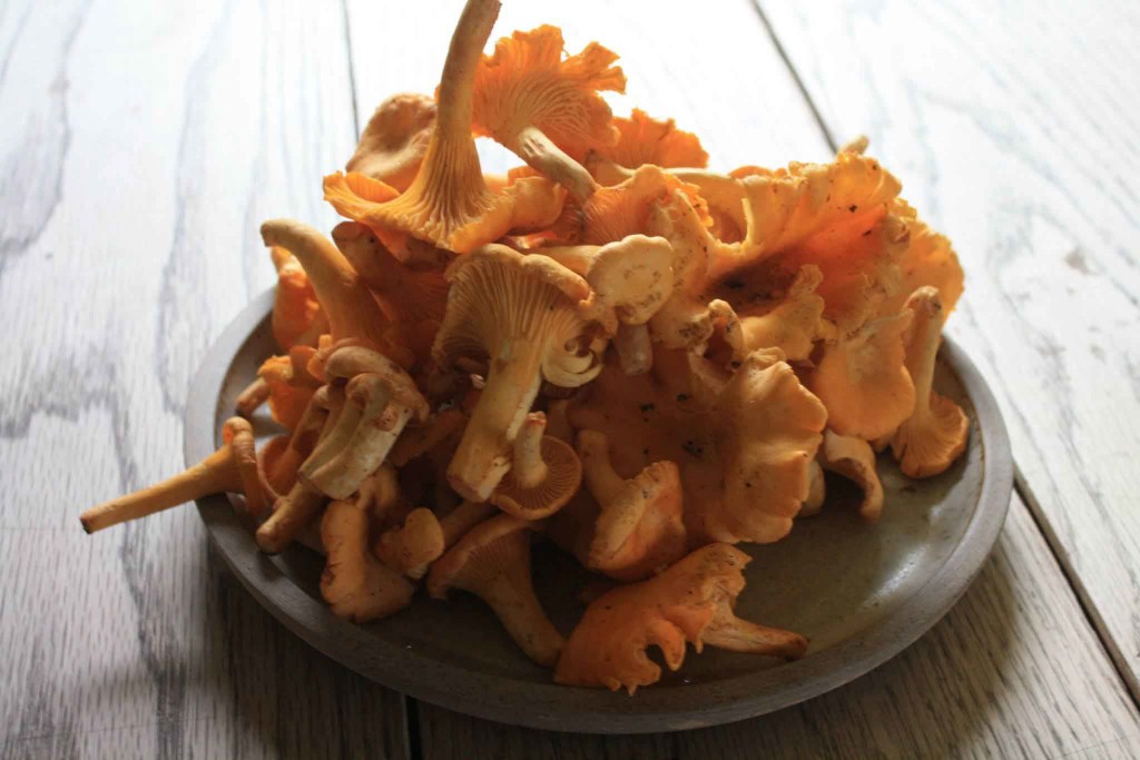 chantrelle-mushrooms