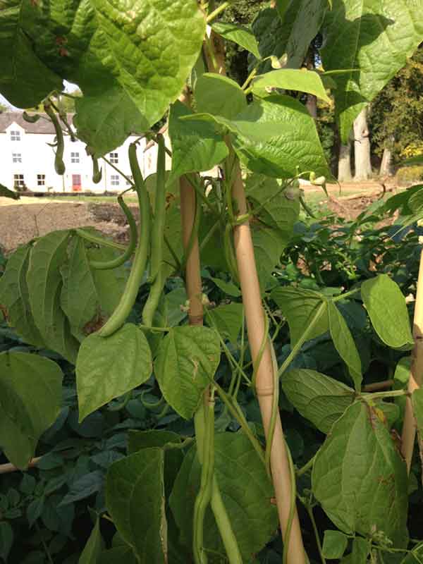 guide to green beans