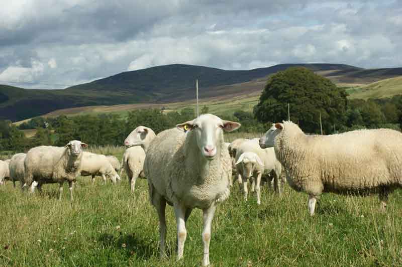 The Corra Linn herd in Lanarkshire