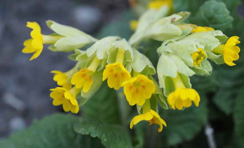 can you eat cowslips