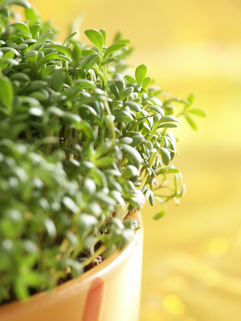 cress