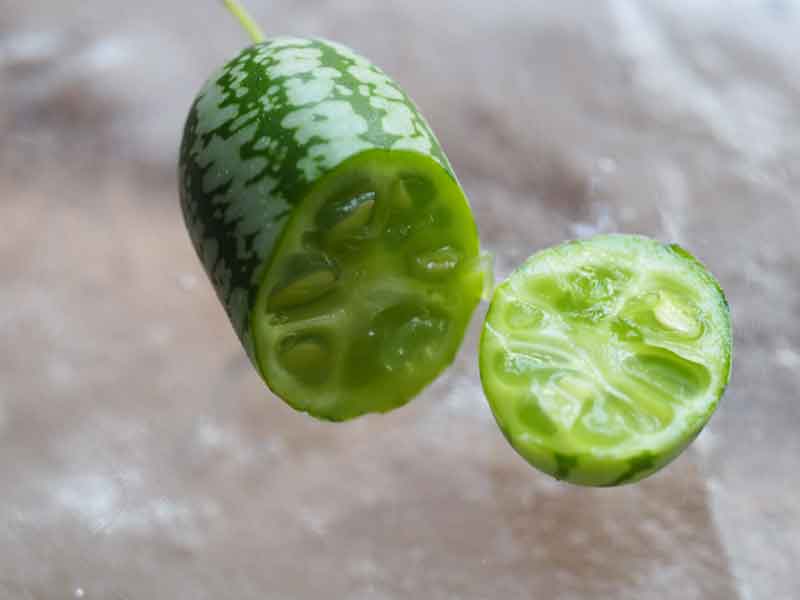 cucamelon3