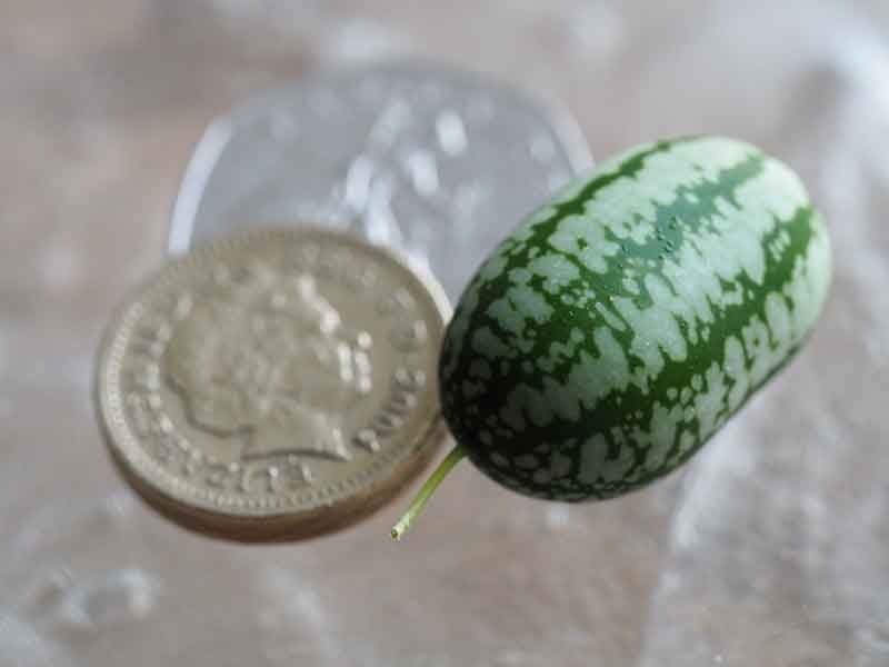 cucamelon