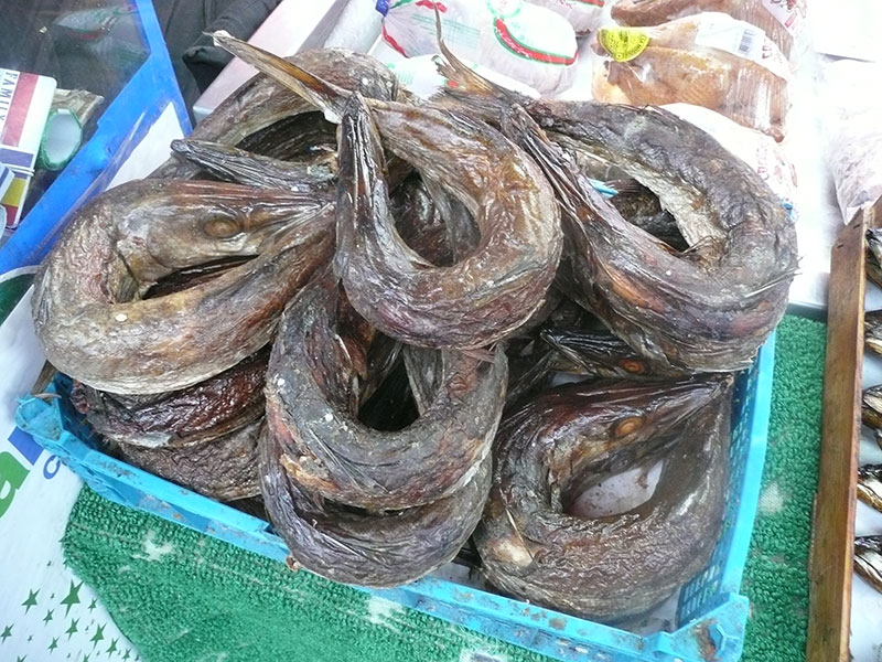 All about eel