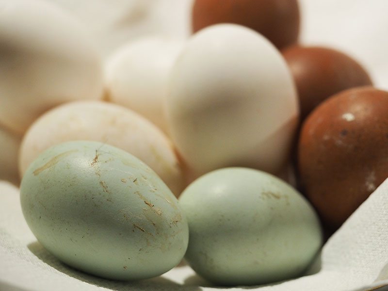The green-hued eggs come from Chalk Hill Blue ameraucana hens