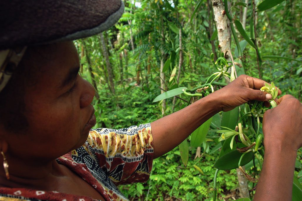 Fertilising the vanilla flowers