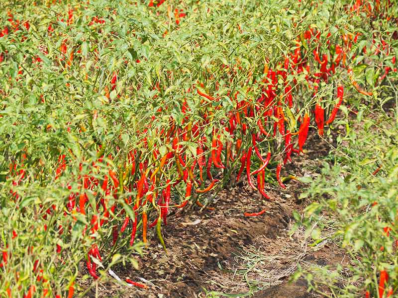 kashmiri chilli or byadgi chilli