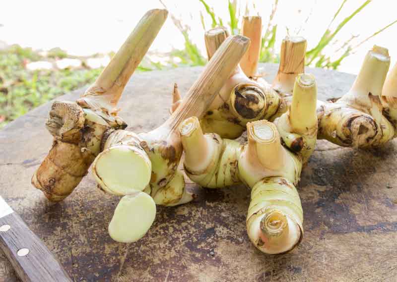 galangal