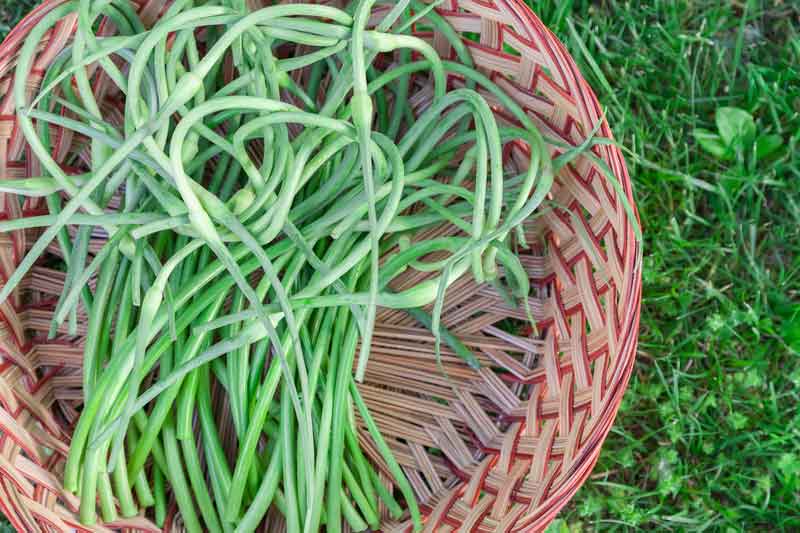 what to do with garlic scapes