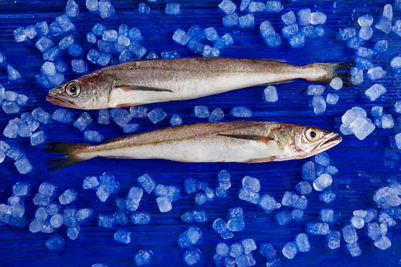 all about hake