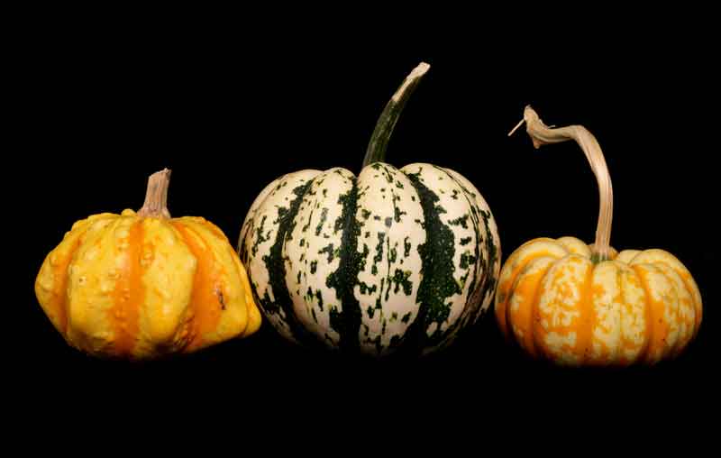Harlequin squash - mild and juicy