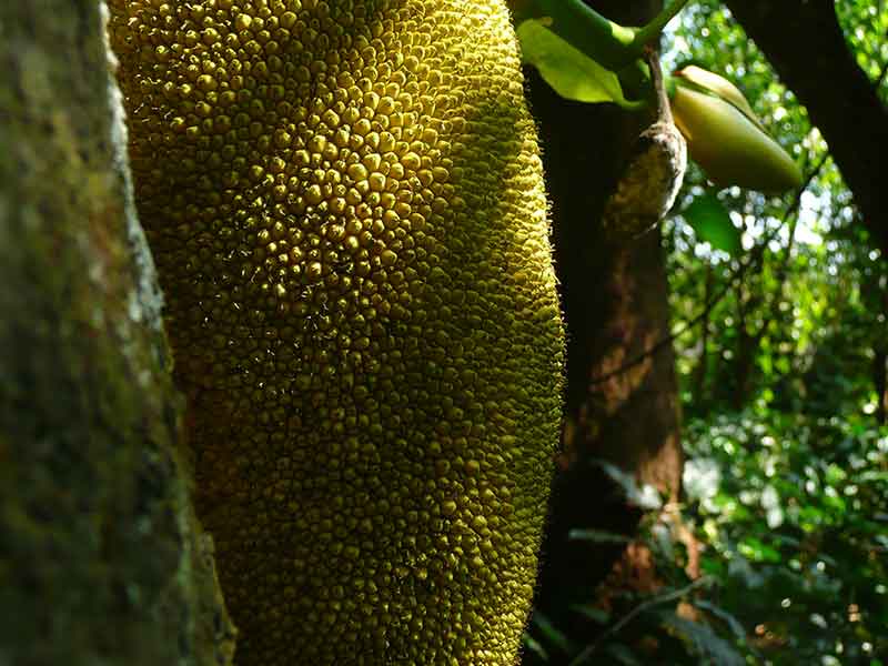 recipe for jackfruit curry