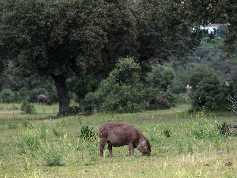 in the dehesa, eating acorns during the montanera