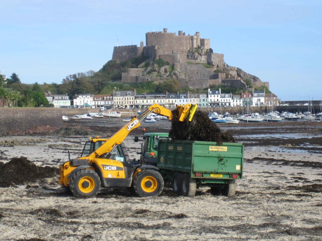 Jersey Royal potatoes
