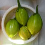 jilo - type of aubergine