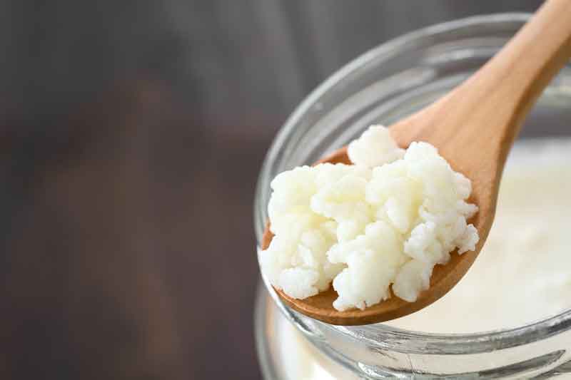 kefir grains look a bit like cauliflower florets or white coral