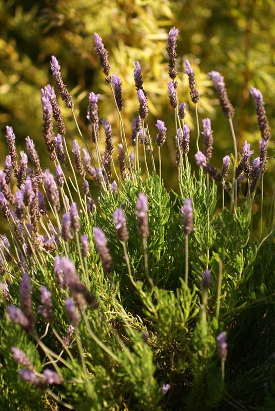 lavender.... a touch of nostalgia