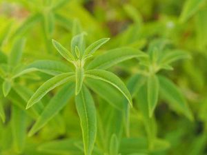 Lemon verbena growing in the herb garden outside