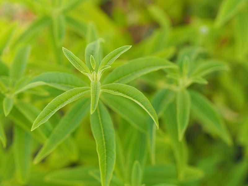 Lemon verbena growing in the herb garden outside