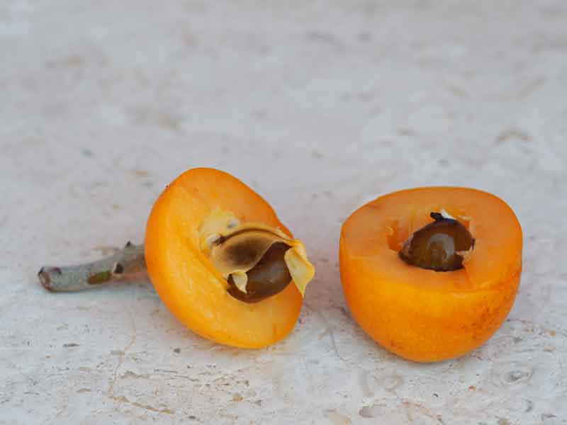 what to do with loquats