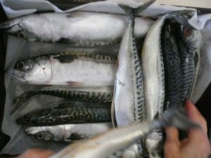 mackerel
