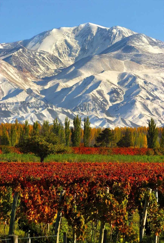 Vineyards in Mendoza