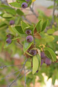 Guide to food in Sardinia