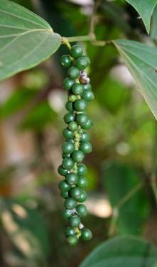 Green pepper is unripe pepper... all the different colours are simply different stages of ripeness