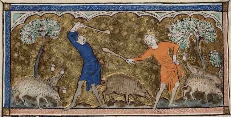 pigs fed on acorns