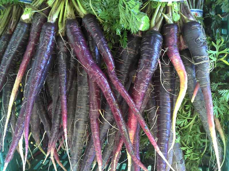 A whole room in the museum is dedicated to purple carrots