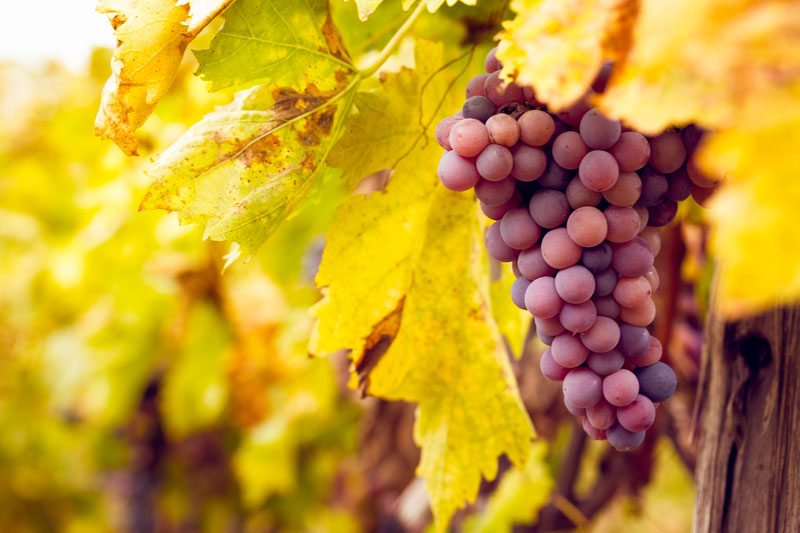 beginner's guide to wine tasting