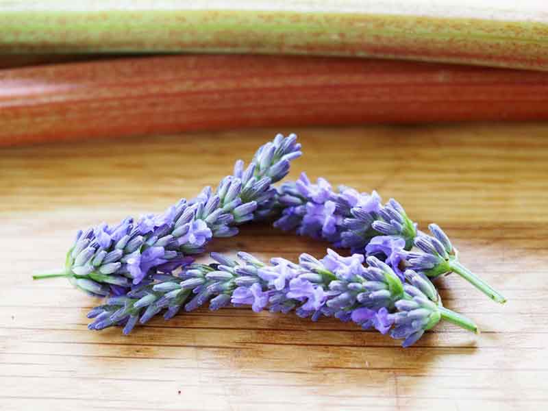 savoury rhubarb sauce recipe