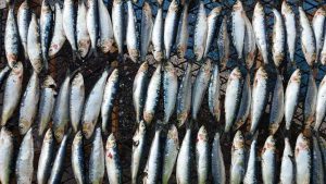 100 things to do with tinned sardines