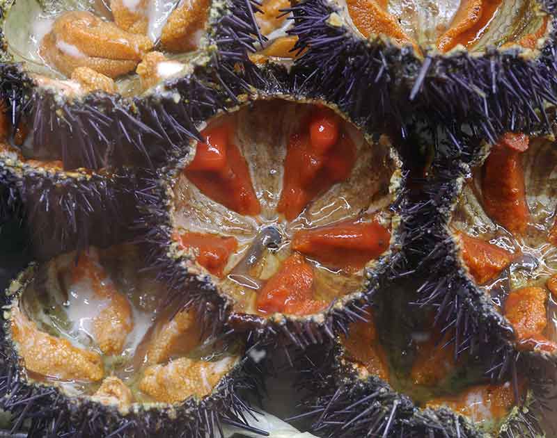 all about sea urchins