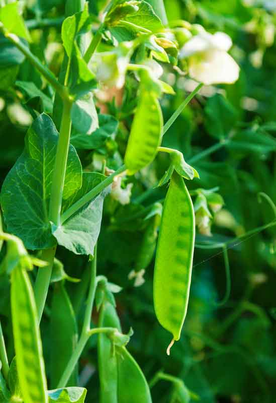 snow pea recipe