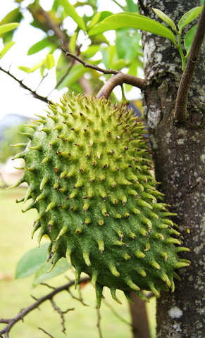 sour sop