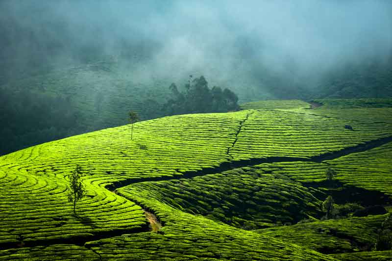 mist over a tea plantation