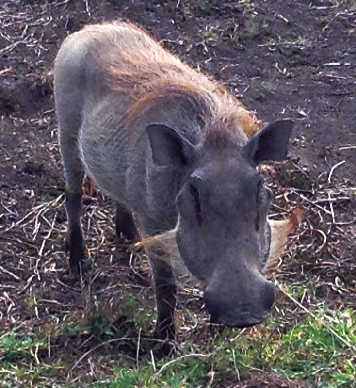 Wild boar spotted by some friends in Africa