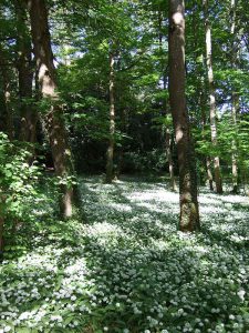 Wild garlic growing in the Loire valley